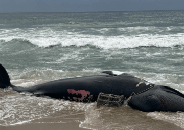 Großwal-Fallen existieren direkt vor Sylt!