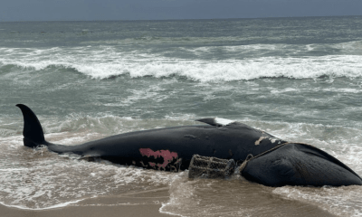 Großwal-Fallen existieren direkt vor Sylt!