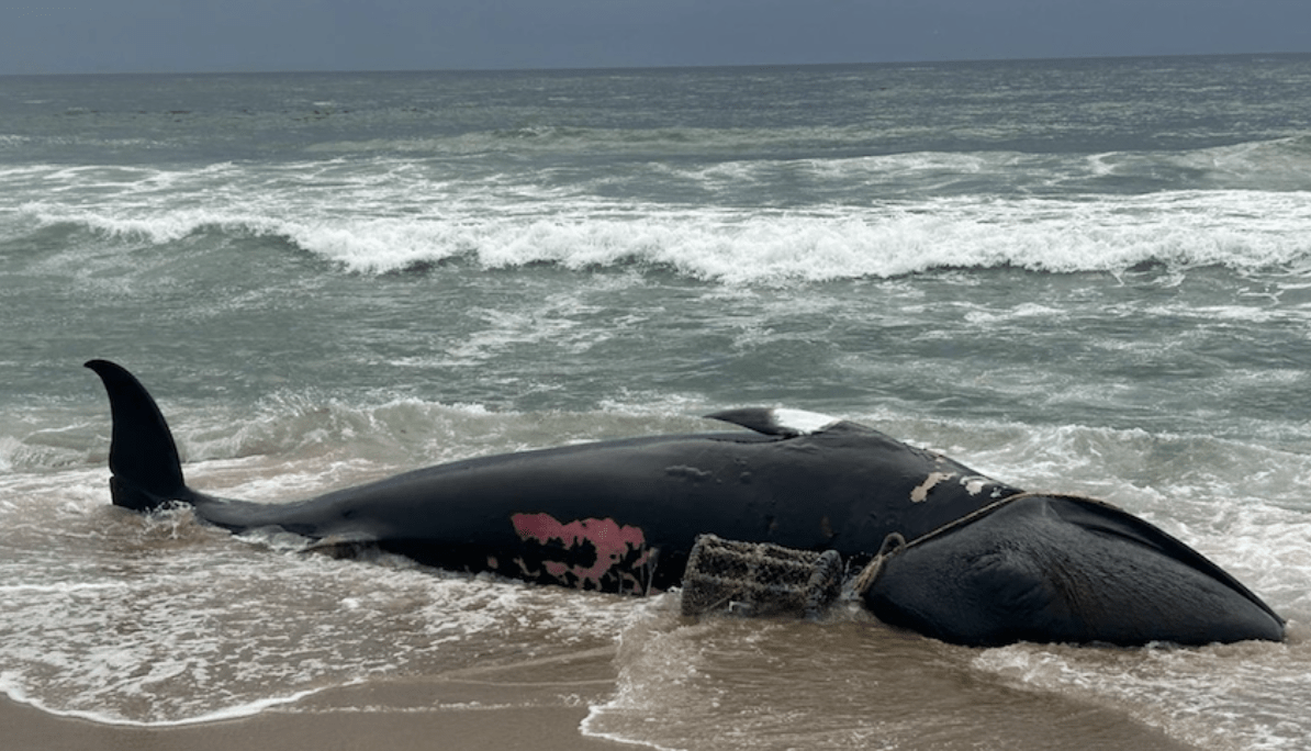 Großwal-Fallen existieren direkt vor Sylt! 47 Großwal-Fallen existieren direkt vor Sylt!