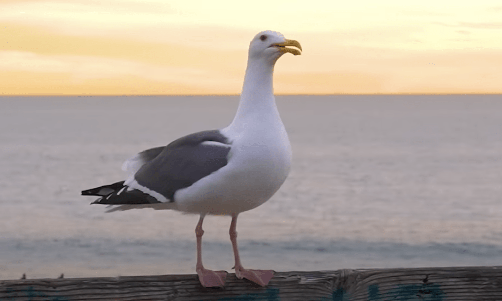 Wochenshow Sylt #6 ist online - A-Rosa, Pendler und friesische Tapas
