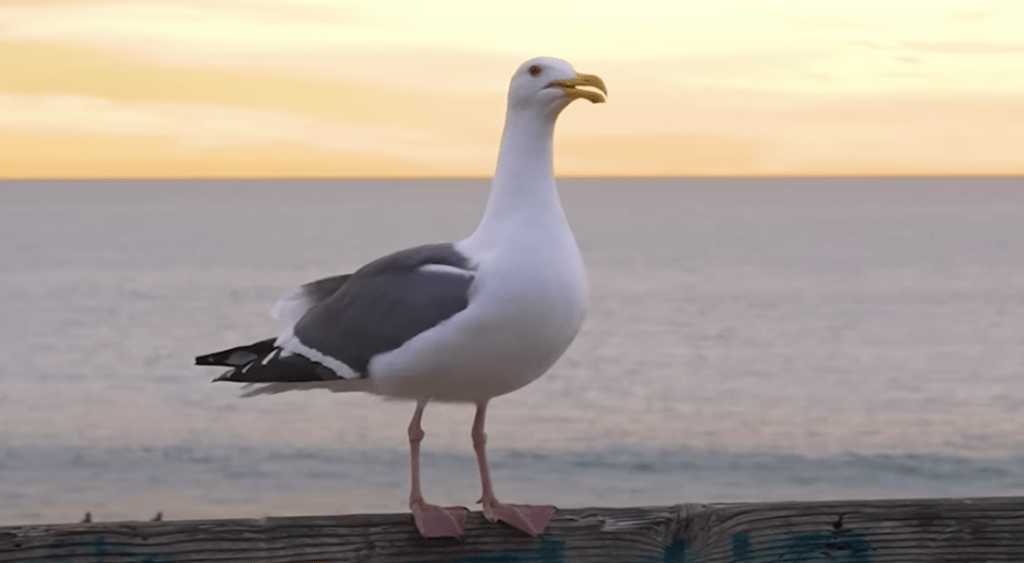 Wochenshow Sylt #6 ist online - A-Rosa, Pendler und friesische Tapas