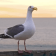 Wochenshow Sylt #6 ist online - A-Rosa, Pendler und friesische Tapas 48 Wochenshow Sylt #6 ist online - A-Rosa, Pendler und friesische Tapas