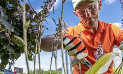 Petition zum Erhalt der Blumenkübel auf Sylt