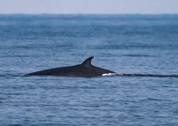 Sylt - Hat sich die Anzahl der Waltstrandungen vermehrt?