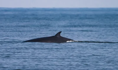Sylt - Hat sich die Anzahl der Waltstrandungen vermehrt?