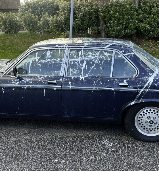Feiger Anschlag auf Klassiker: Wertvoller Jaguar in Morsum auf Sylt mit Kunstharzfarbe attackiert