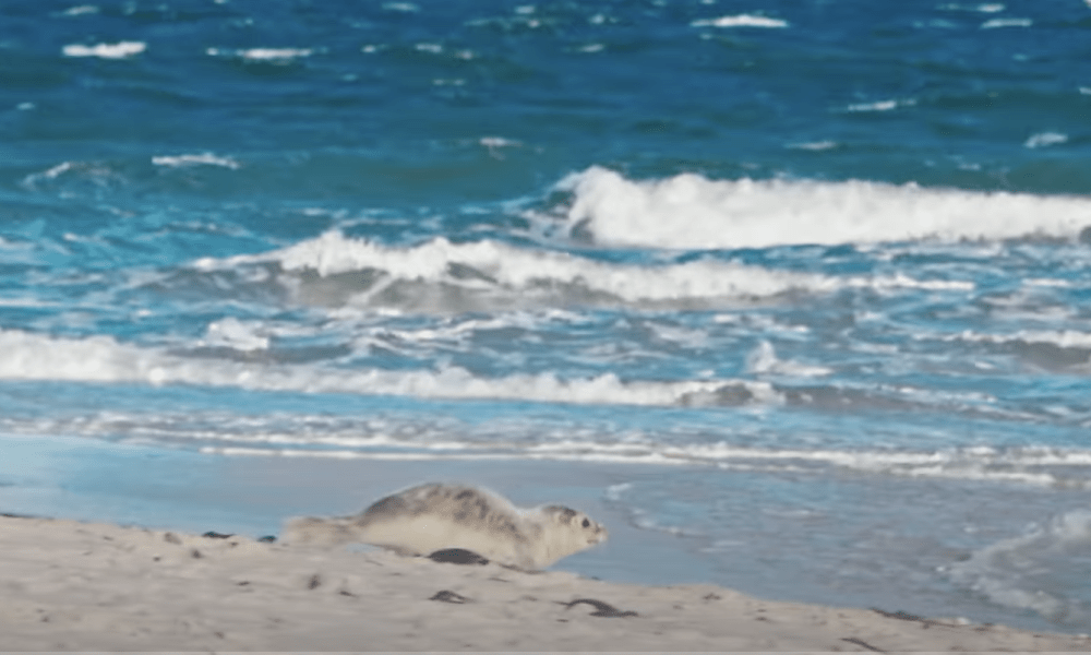 Das Logbuch der Sehnsucht: Eine Reise zu den 20 wahren Herzstücken von Sylt