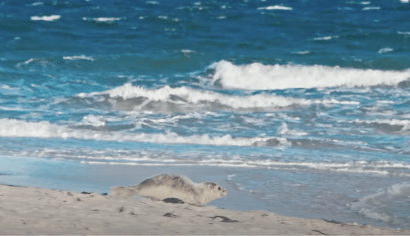 Das Logbuch der Sehnsucht: Eine Reise zu den 20 wahren Herzstücken von Sylt