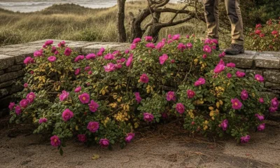 Der Gärtner kommt: Wie die berühmten Sylter Gärten winterfest gemacht werden