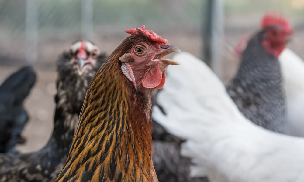 Geflügelpest in Nordfriesland: Ausbrüche auf Sylt und Föhr bestätigt