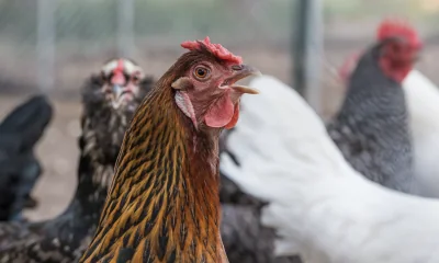 Geflügelpest in Nordfriesland: Ausbrüche auf Sylt und Föhr bestätigt