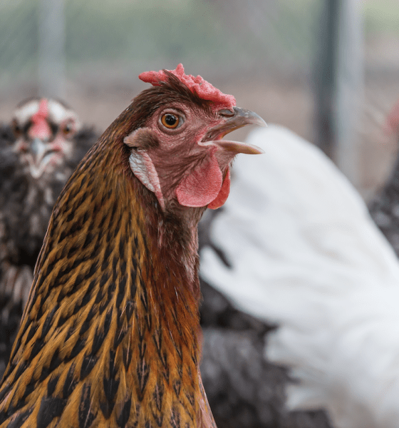 Geflügelpest in Nordfriesland: Ausbrüche auf Sylt und Föhr bestätigt