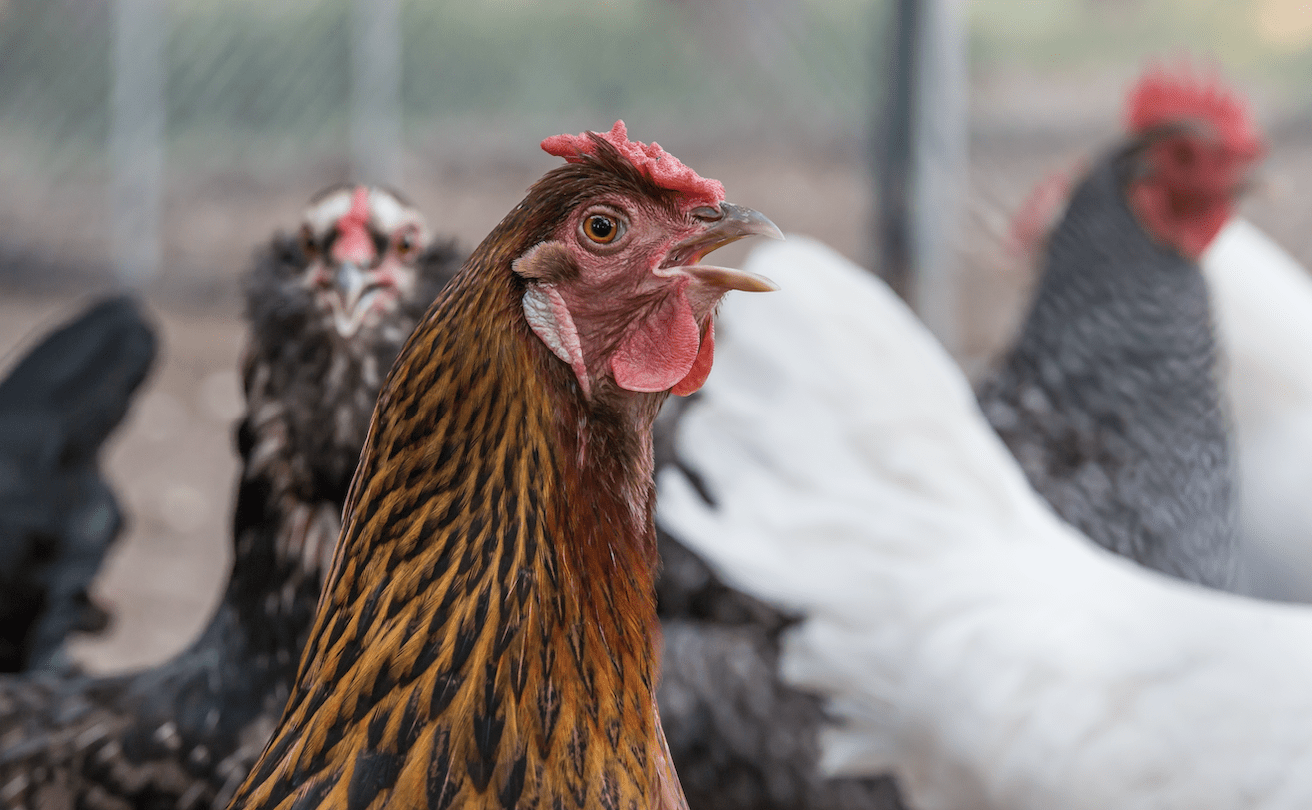 Geflügelpest in Nordfriesland: Ausbrüche auf Sylt und Föhr bestätigt