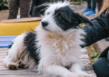 40 Kilometer Anlauf: Warum Ihr Border Collie auf Sylt den Verstand (und Sie die Leine) verliert. 56 40 Kilometer Anlauf: Warum Ihr Border Collie auf Sylt den Verstand (und Sie die Leine) verliert.