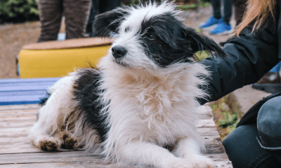 40 Kilometer Anlauf: Warum Ihr Border Collie auf Sylt den Verstand (und Sie die Leine) verliert. 62 40 Kilometer Anlauf: Warum Ihr Border Collie auf Sylt den Verstand (und Sie die Leine) verliert.