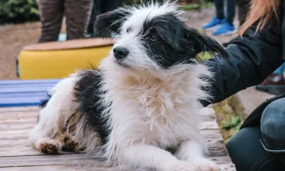 40 Kilometer Anlauf: Warum Ihr Border Collie auf Sylt den Verstand (und Sie die Leine) verliert.