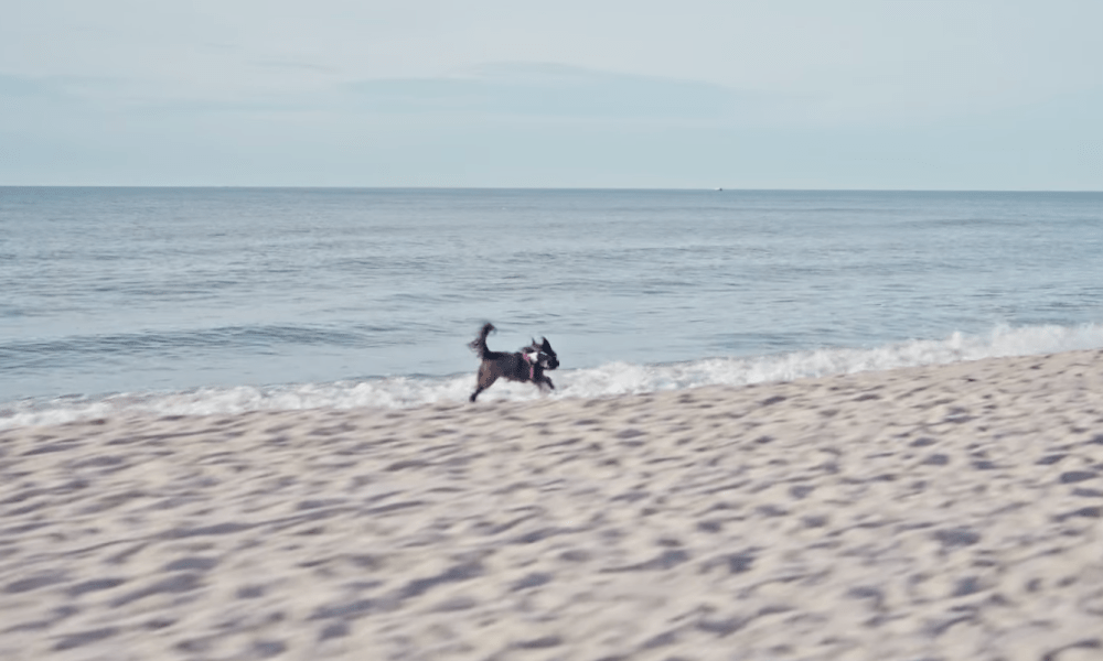 Die Königsdisziplin der Gemütlichkeit: Wie Sylt zur besten Vierpfoten-Republik wurde