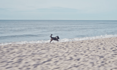 Die Königsdisziplin der Gemütlichkeit: Wie Sylt zur besten Vierpfoten-Republik wurde