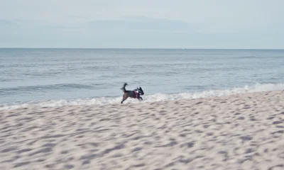 Die Königsdisziplin der Gemütlichkeit: Wie Sylt zur besten Vierpfoten-Republik wurde