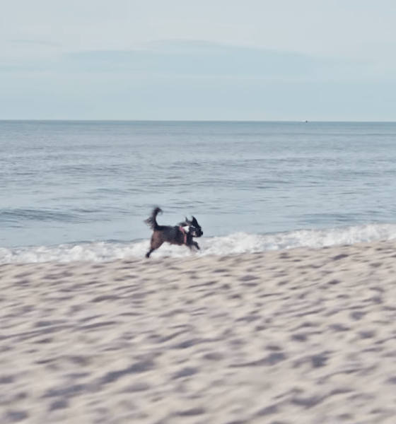 Die Königsdisziplin der Gemütlichkeit: Wie Sylt zur besten Vierpfoten-Republik wurde