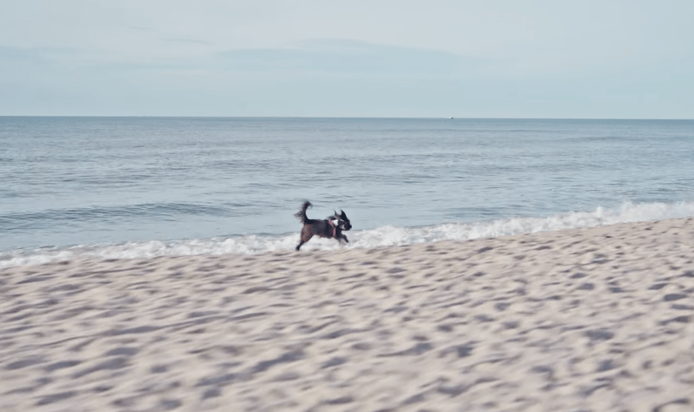 Die Königsdisziplin der Gemütlichkeit: Wie Sylt zur besten Vierpfoten-Republik wurde