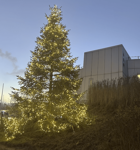Festlicher Glanz im Nordwind: Die Tradition der Weihnachtsbäume auf Sylt