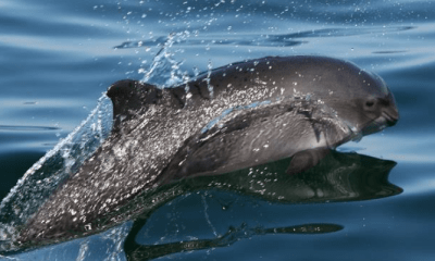 Allianz für die Nordsee: Netzwerk Nordseeschutz (NeNo) startet Arbeit für Schweinswale und Meeresschutz