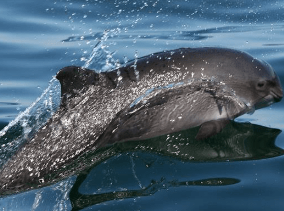 Allianz für die Nordsee: Netzwerk Nordseeschutz (NeNo) startet Arbeit für Schweinswale und Meeresschutz