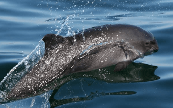 Allianz für die Nordsee: Netzwerk Nordseeschutz (NeNo) startet Arbeit für Schweinswale und Meeresschutz