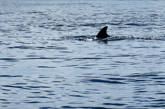 Schweinswale vor Sylt