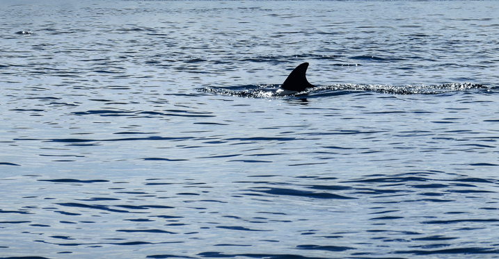 Schweinswale vor Sylt