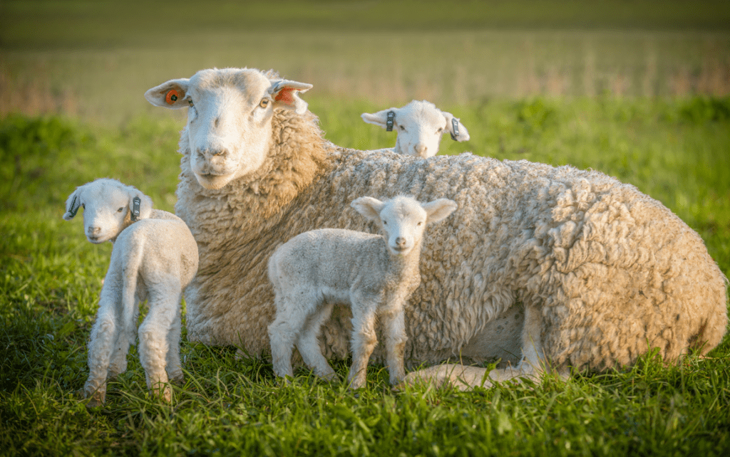 Blauzungenkrankheit auf Sylt