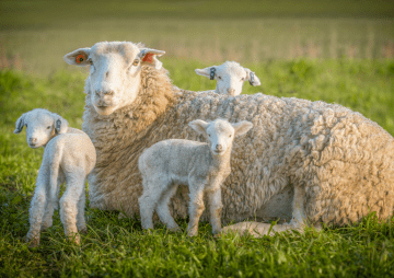 Blauzungenkrankheit auf Sylt: Deichsperrungen zum Schutz der Schafe 2024 55 Blauzungenkrankheit auf Sylt