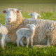 Blauzungenkrankheit auf Sylt