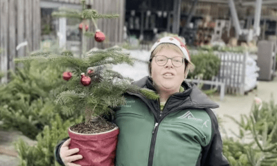 Preise für Weihnachtsbäume auf Sylt