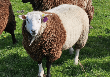 Sylter Schafe in Not: Sheep of Sylt braucht dringend Unterstützung! 58 Sylter Schafe in Not