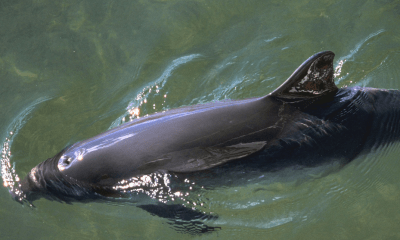 Schweinswale vor Sylt brauchen besseren Schutz