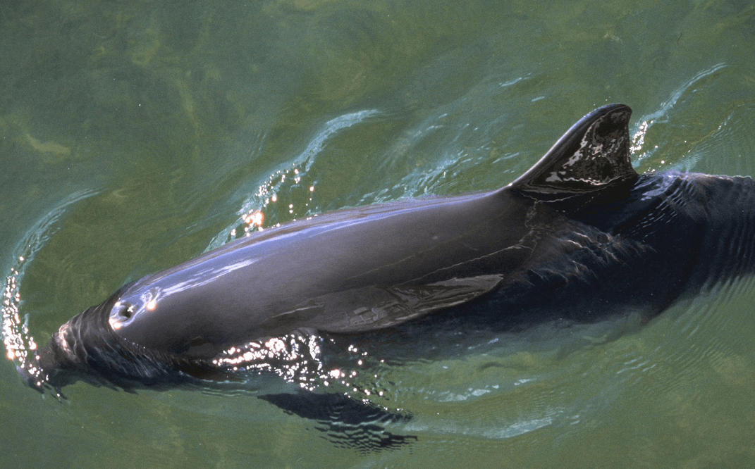 Schweinswale vor Sylt brauchen besseren Schutz