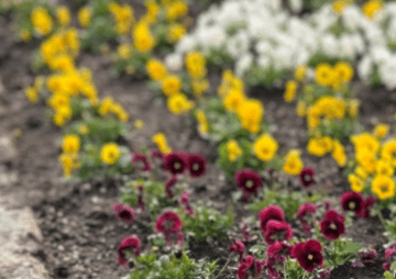 Blumen auf Sylt