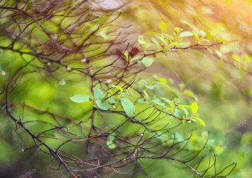 Sylt - Hecken- und Baumschnitt sowie Gehwegreinigung 52 Sylt Hecken