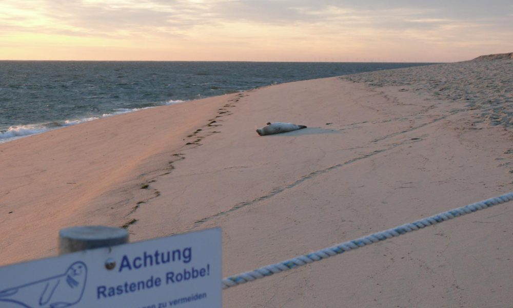 Verboten gut: Wie Regeln am Ellenbogen auf Sylt 2024 Naturschätze bewahren!