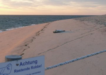 Verboten gut: Wie Regeln am Ellenbogen auf Sylt 2024 Naturschätze bewahren!