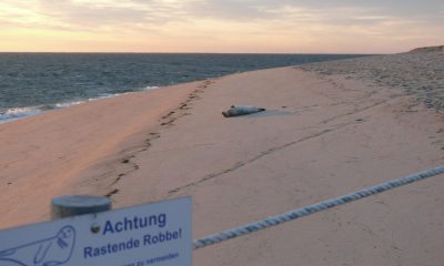 Verboten gut: Wie Regeln am Ellenbogen auf Sylt 2024 Naturschätze bewahren!