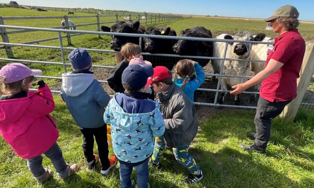 Vorschulkinder der SYLT KITA entdecken das Leben auf dem Düysenhof in Morsum