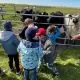Vorschulkinder der SYLT KITA entdecken das Leben auf dem Düysenhof in Morsum