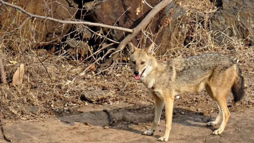 Goldschakal auf sylt