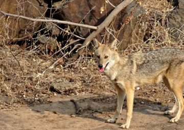 Blutrausch auf Sylt: Der Wolf im Fuchs-Pelz? 56 Goldschakal auf sylt