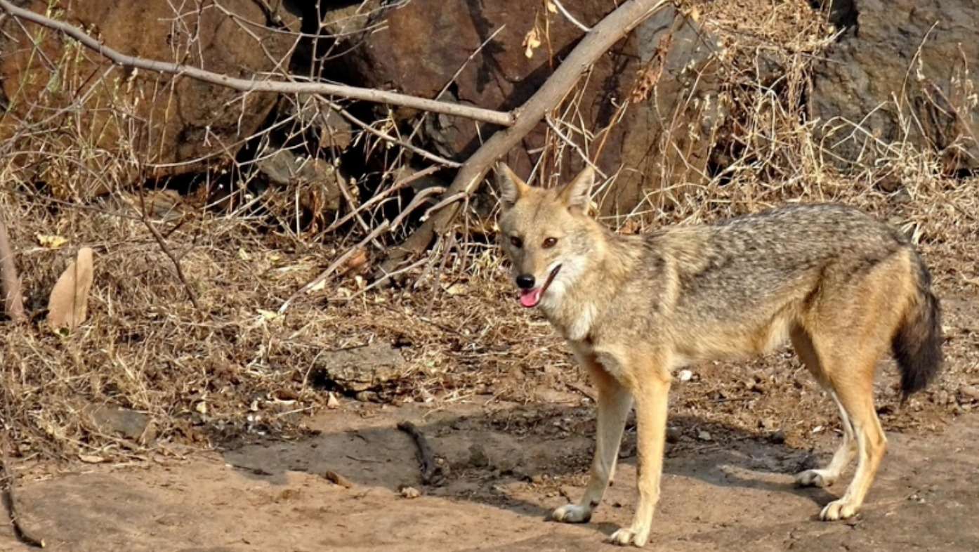 Blutrausch auf Sylt: Der Wolf im Fuchs-Pelz? 47 Goldschakal auf sylt