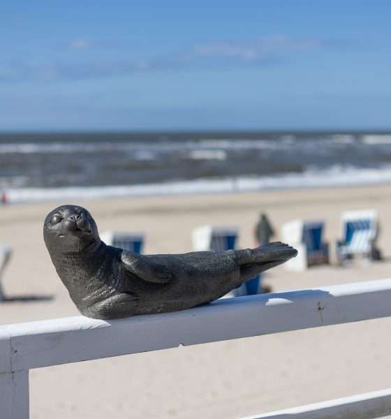 200 Robben erobern die Neue Mitte: Kunstaktion von Ottmar Hörl in Westerland