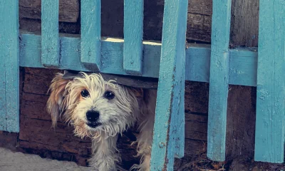 Sylt - Endlich keine Monster am Himmel